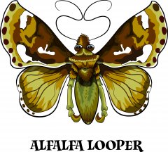 alfalfa looper.jpg